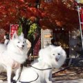 愛犬と一緒に紅葉の…