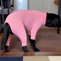 犬に『虫除けの服』…