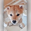こ、これは無視でき…
