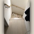 どこでも『ヘソ天』…