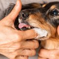犬が『歯磨きを拒否…