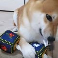 新しいおもちゃを見…