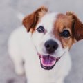 犬が飼い主に『楽し…