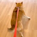 犬が『動物病院での…