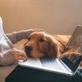 犬が飼い主にちょっ…