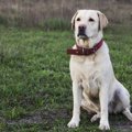犬が「お姉さん座り…