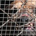 闘犬は虐待だ。ボロ…