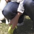 外で遊んでいた犬→移…