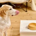 犬の『食器』がヌル…