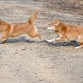 多頭飼いは犬の幸せ…