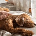犬が亡くなる前にあ…