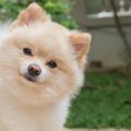 犬は『目』で気持ち…