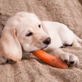 犬は腐ったものを食…