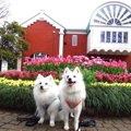 愛犬と巡る横浜散歩…
