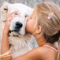 犬を飼うのに向いて…