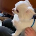 散歩は嫌だけど…ママ…