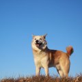 愛犬が元気で健康的…