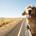 犬を車内で自由にさ…