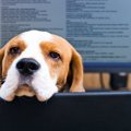 犬が『退屈している…