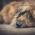 犬が放っておいてほ…