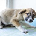 「怖がり」な愛犬に…