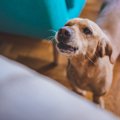 犬が「甘え鳴き」を…