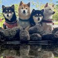 富士山を背景に『犬…