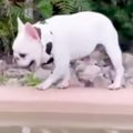他の犬から逃げてい…