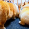 最高のコギケツ兄弟♡…