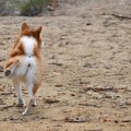あるある？犬が『お…