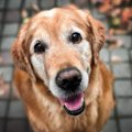 犬を『長生きさせる…