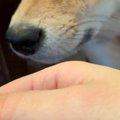 よそのワンコに浮気…