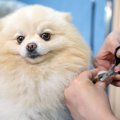 犬にしてはいけない…