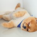 なぜ犬は寝る場所を…
