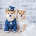 大切な洋服を愛犬用…