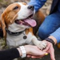 『愛されている犬』…