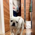 『絶対散歩に連れて…