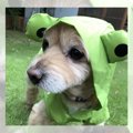 LAYLAのわんちゃん占…