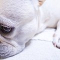 犬が飼い主に謝って…