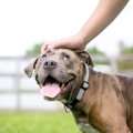 犬が『幸せ』を感じ…