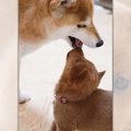 美濃柴犬の貴重なパ…
