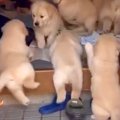 玄関先にいた7匹の子…