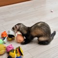 犬とフェレットは一…