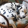 犬が『そっとしてお…