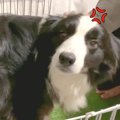 犬が『自分を置いて…