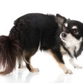 犬が突然怯えてしま…