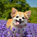 犬は何歳から長生き…