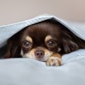 構いすぎは毒！犬が…