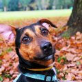 犬の耳についての豆…