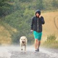 雨が降る日の『犬の…